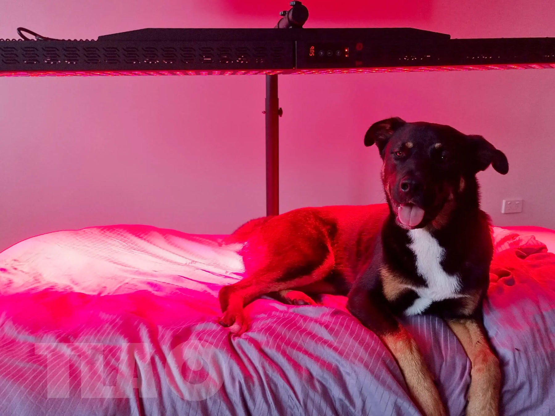 Red Light Therapy for Pets: Benefits and Safety Tips