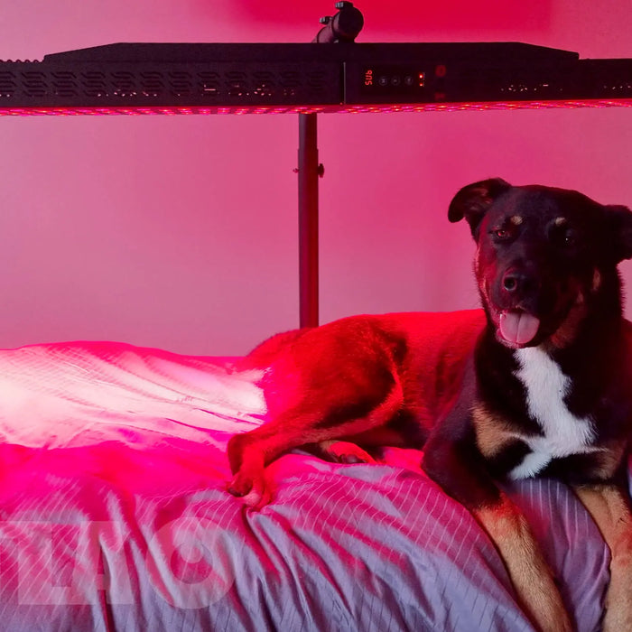 Red Light Therapy for Pets: Benefits and Safety Tips